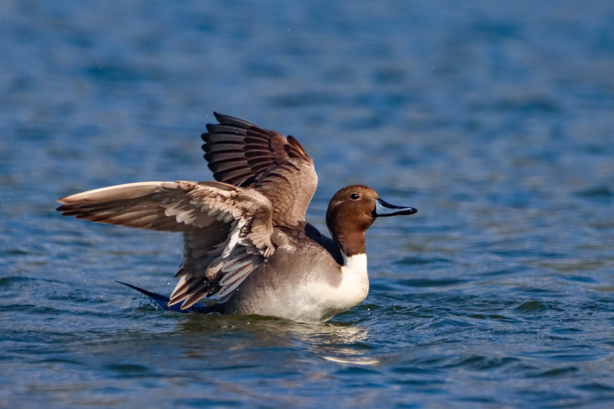 Northern Pintail - ML614413110