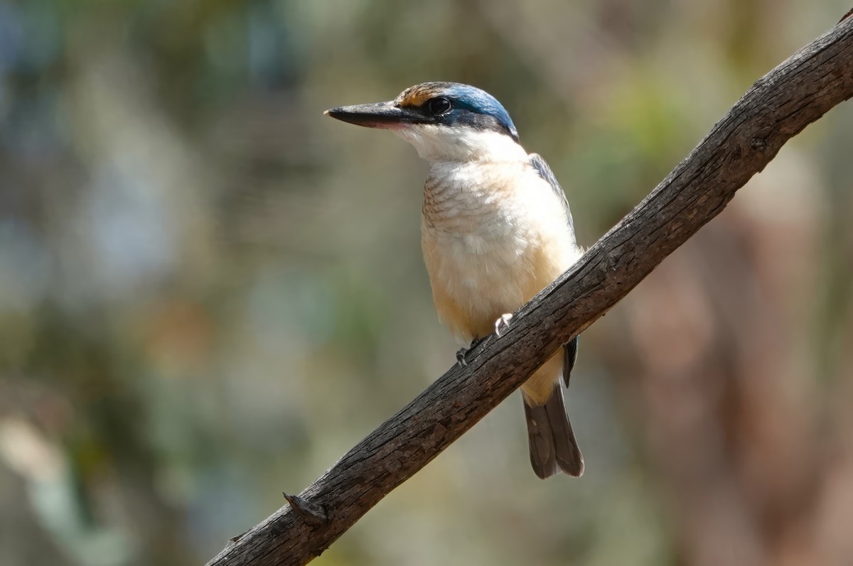 Sacred Kingfisher - ML614413116