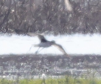 Black-bellied Plover - ML614413133