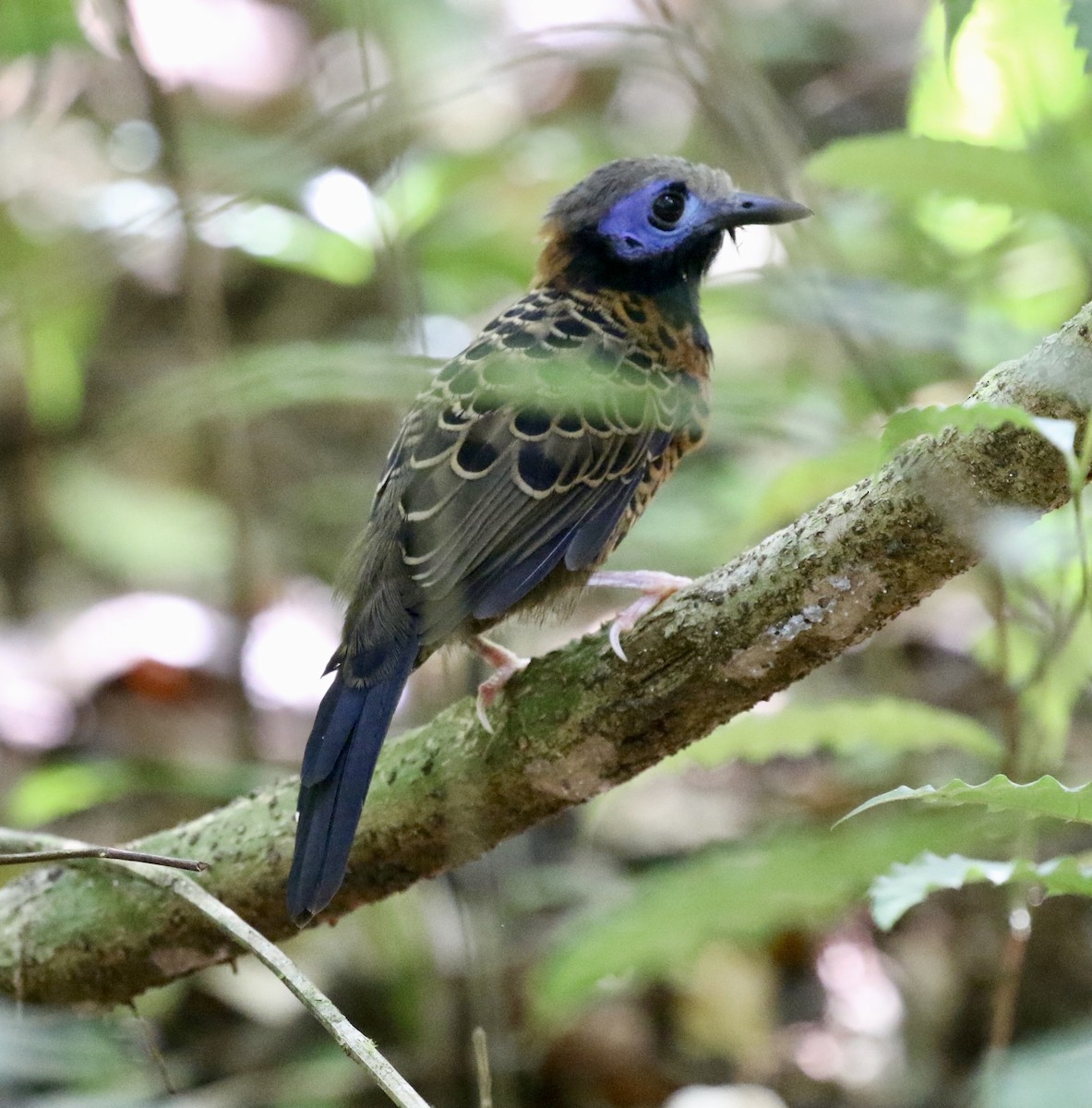 Ocellated Antbird - ML614413147