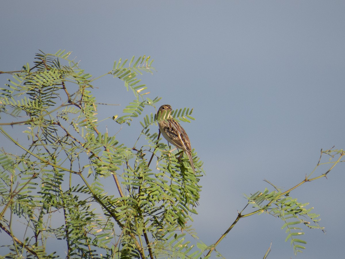 Grasshopper Sparrow - Aquiles Brinco