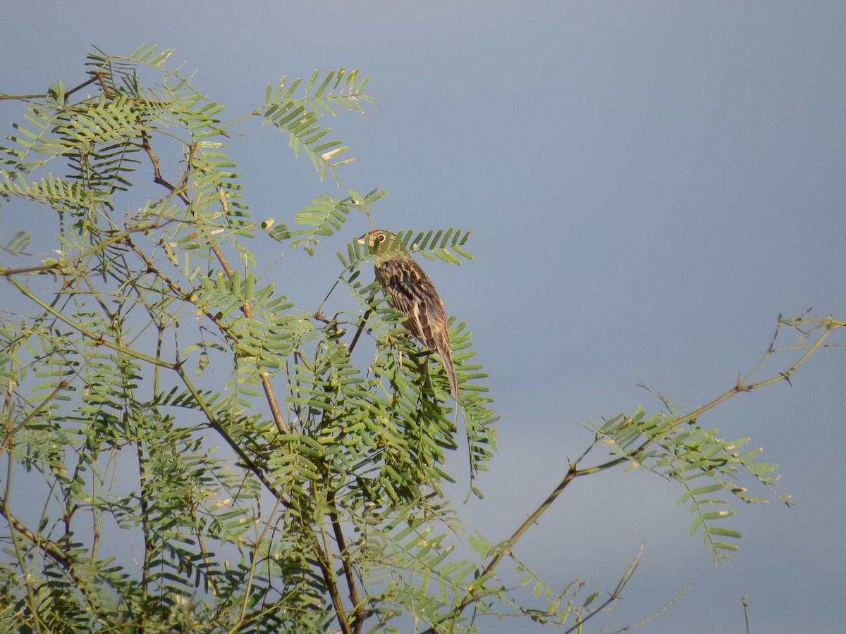 Grasshopper Sparrow - Aquiles Brinco