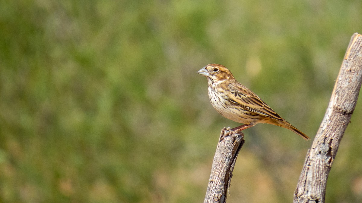 Lark Bunting - Aquiles Brinco