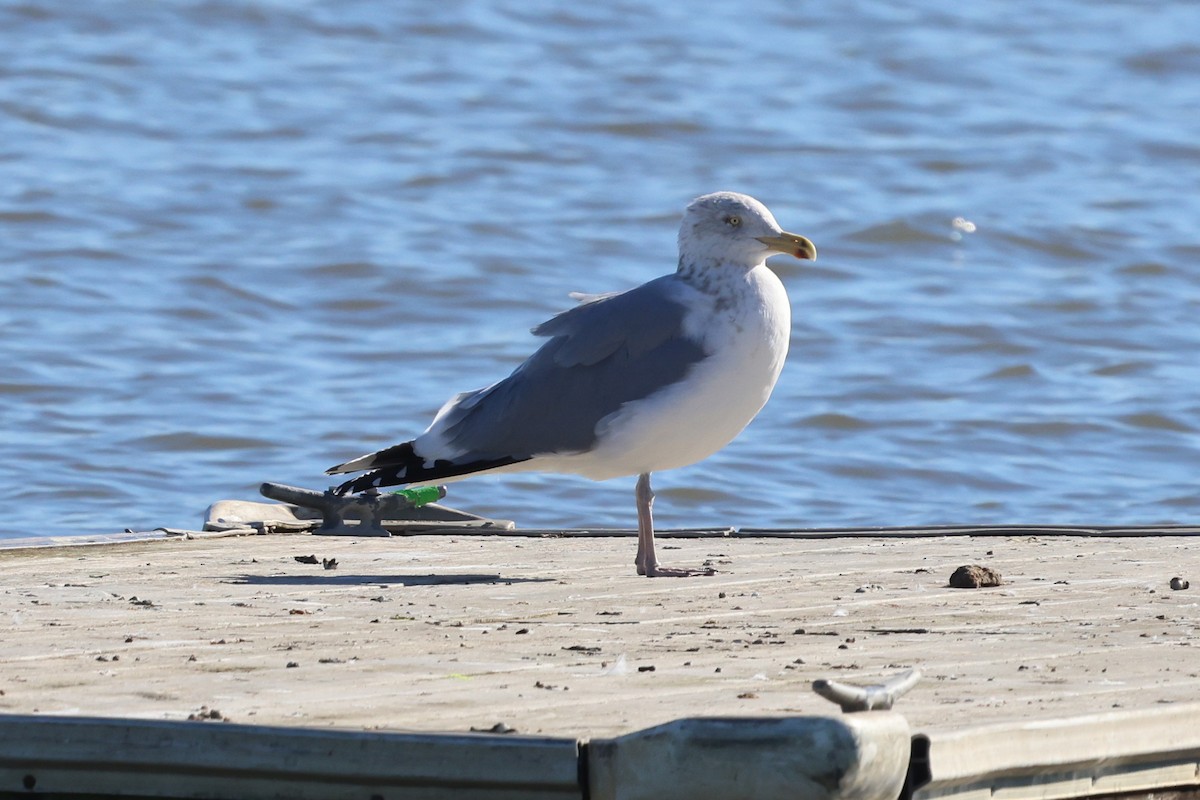 Herring Gull - ML614413229