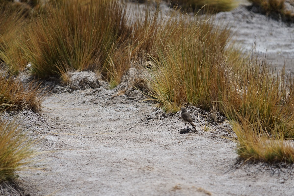 Rufous-naped Ground-Tyrant - ML614413230