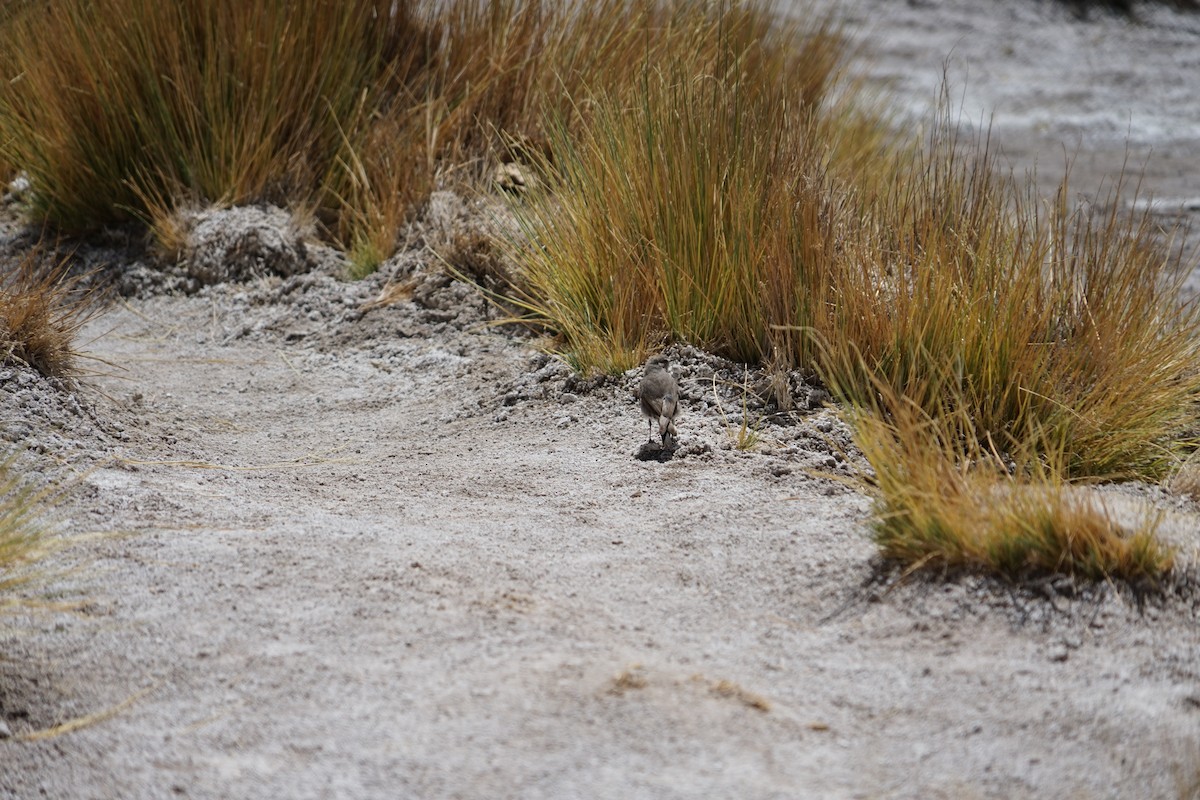 Rufous-naped Ground-Tyrant - ML614413231