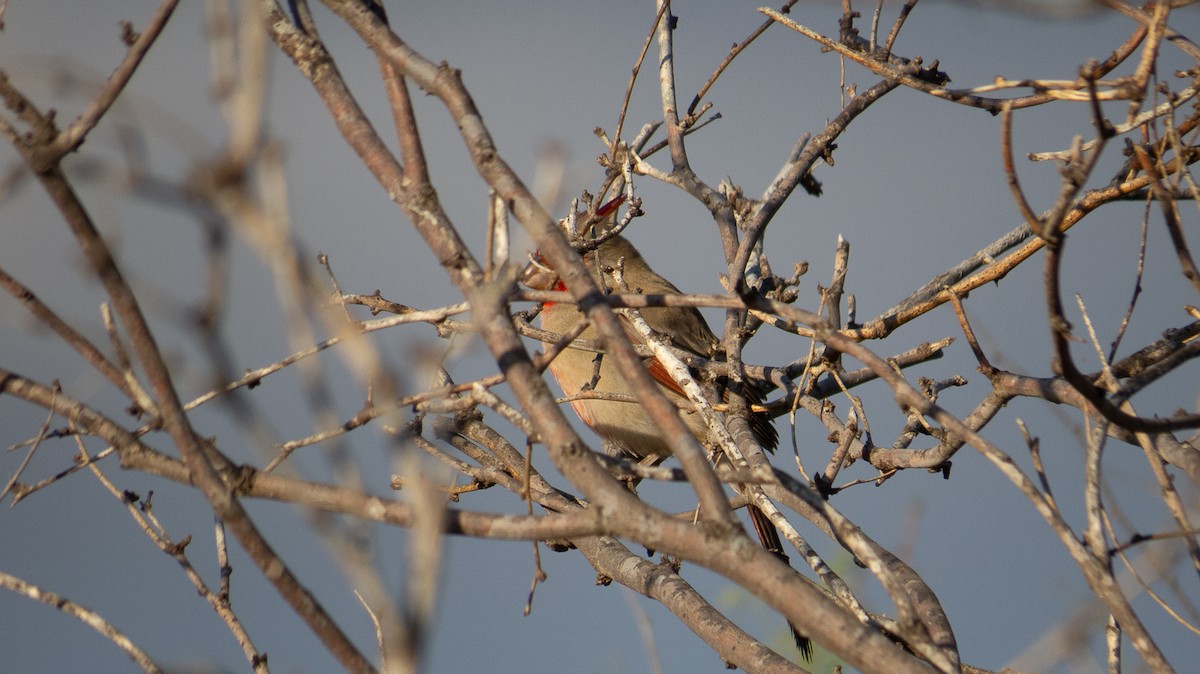 Cardinal pyrrhuloxia - ML614413259