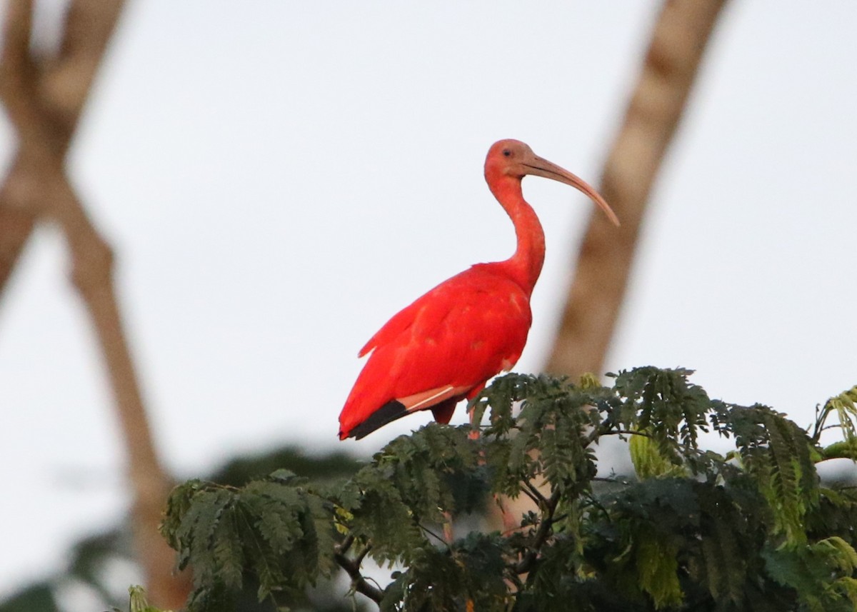 Scarlet Ibis - ML614413280