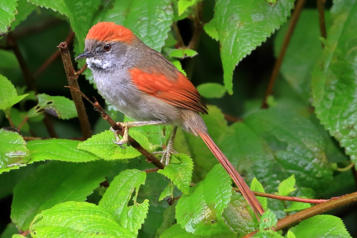 Azara's Spinetail - ML614413281