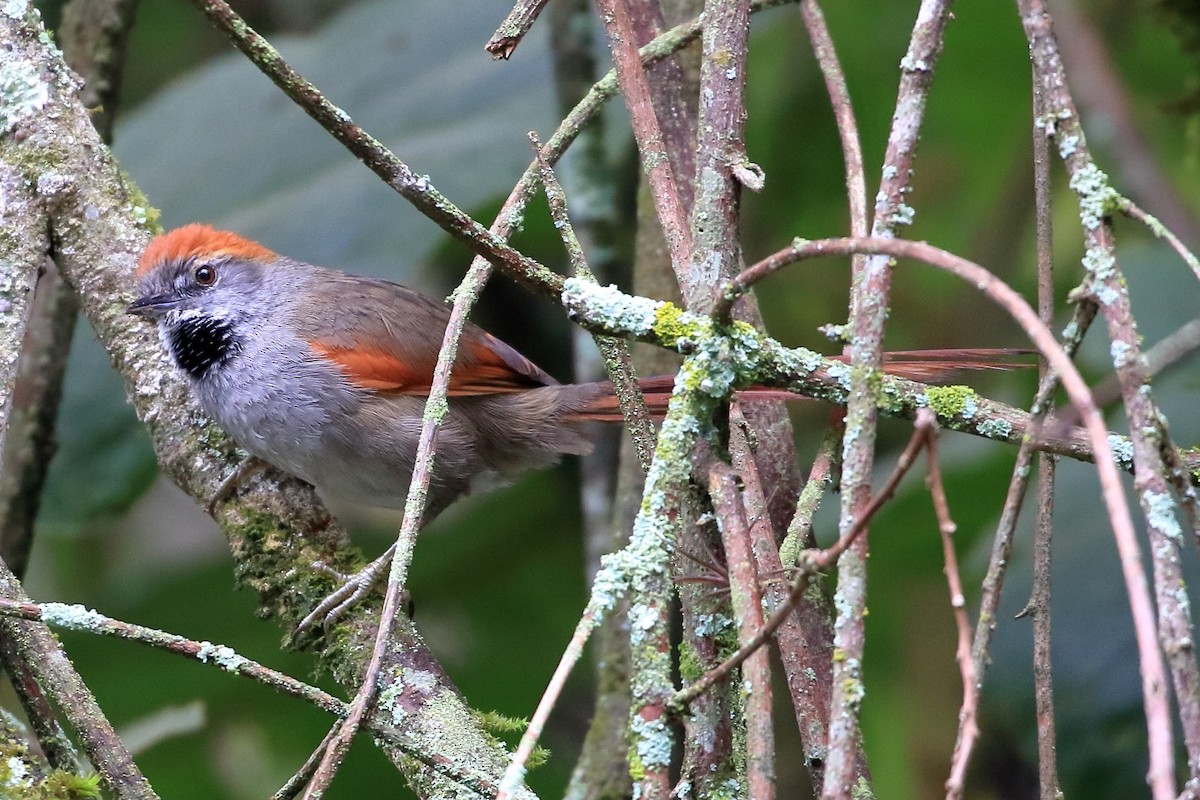 Azara's Spinetail - ML614413287