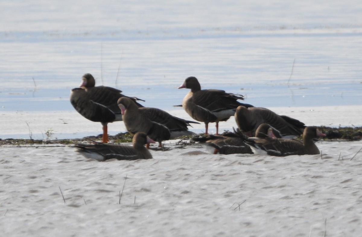 Greater White-fronted Goose - ML614413293