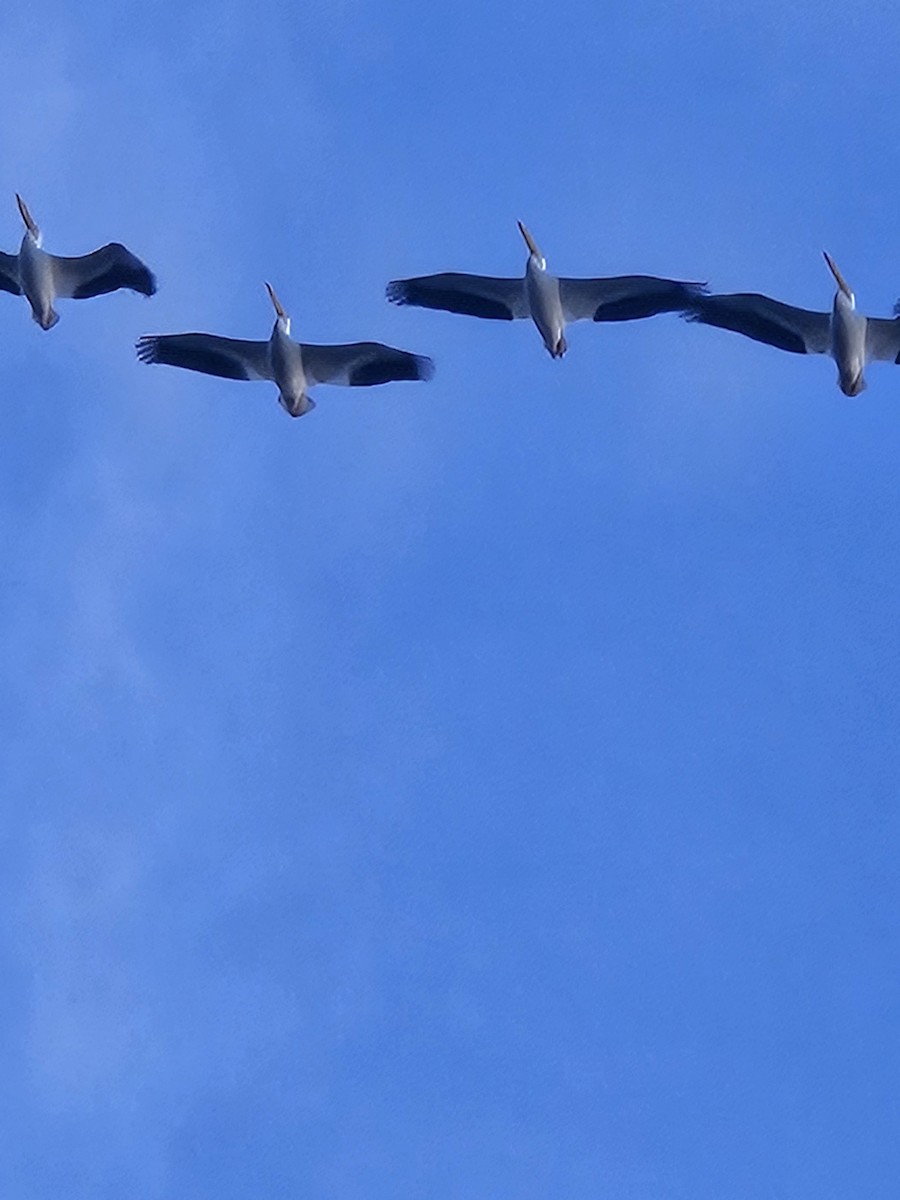 American White Pelican - ML614413302