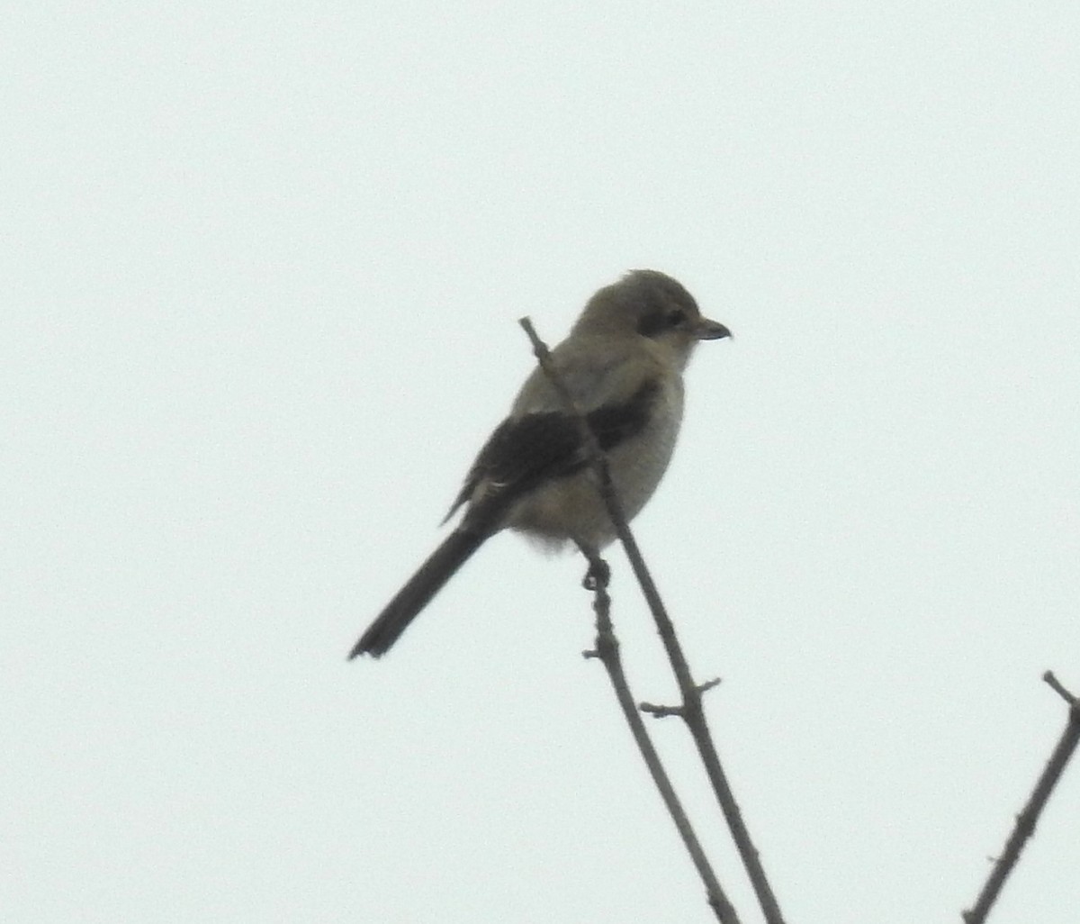 Northern Shrike - Bruce Hoover