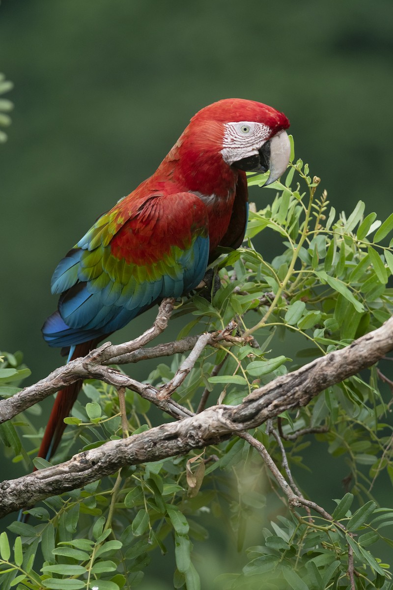 Red-and-green Macaw - ML614413338