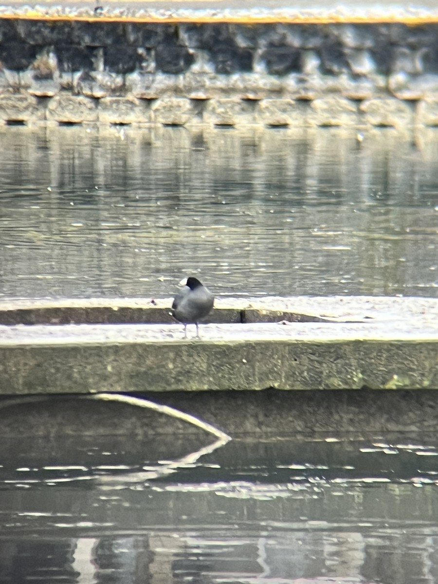 American Coot - ML614413356