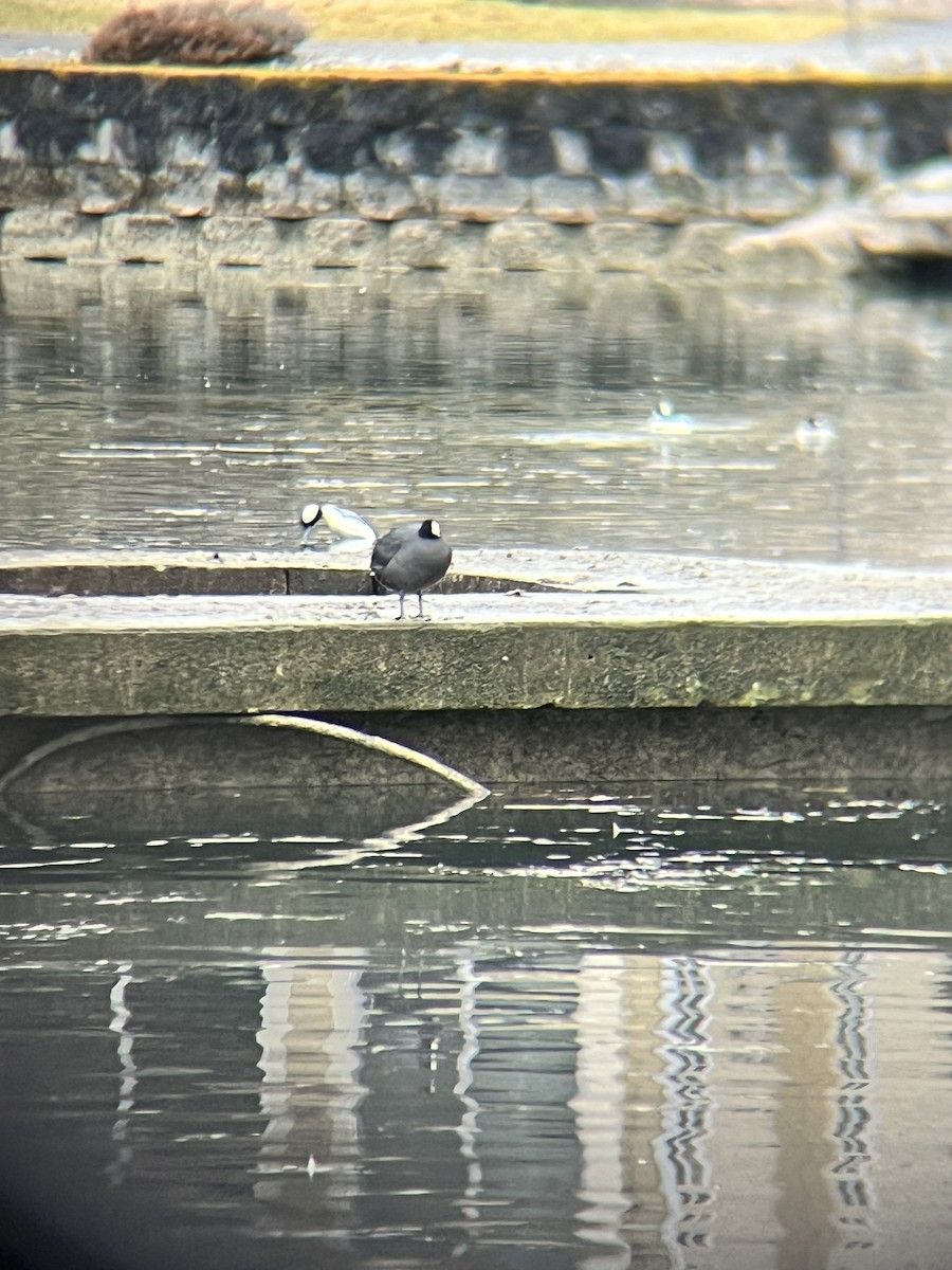 American Coot - ML614413363