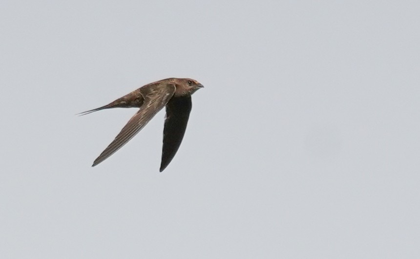 large swift sp. - ML614413376