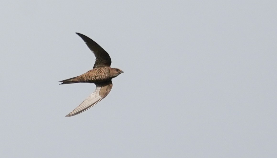 large swift sp. - Kevin Gong