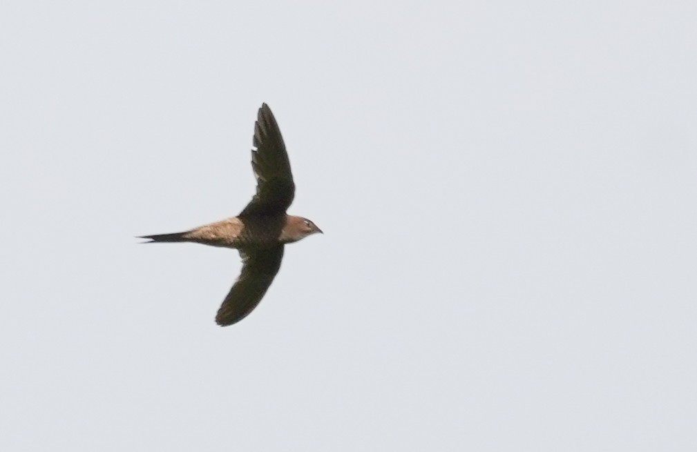 large swift sp. - ML614413378