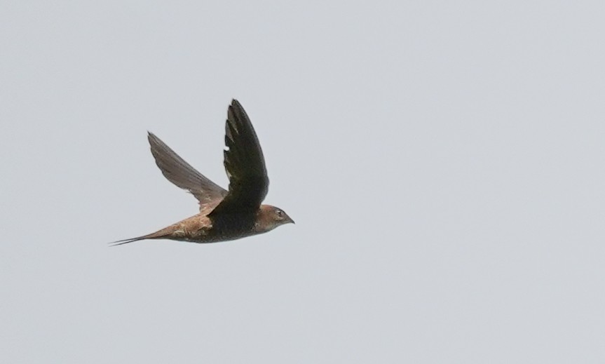 large swift sp. - ML614413379