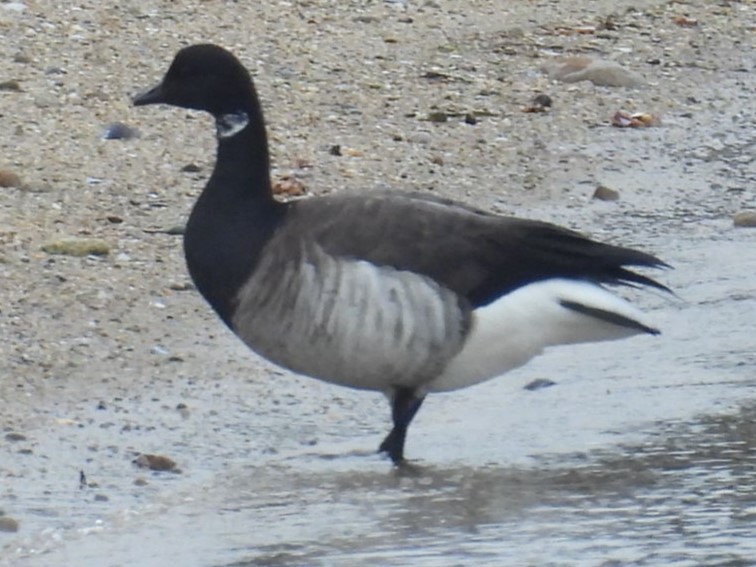 Brant - ML614413398