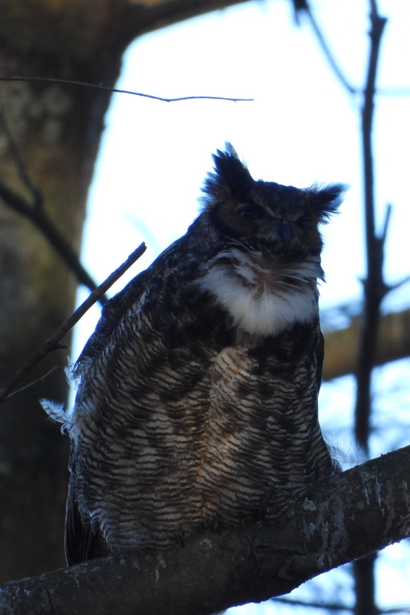 Great Horned Owl - ML614413421