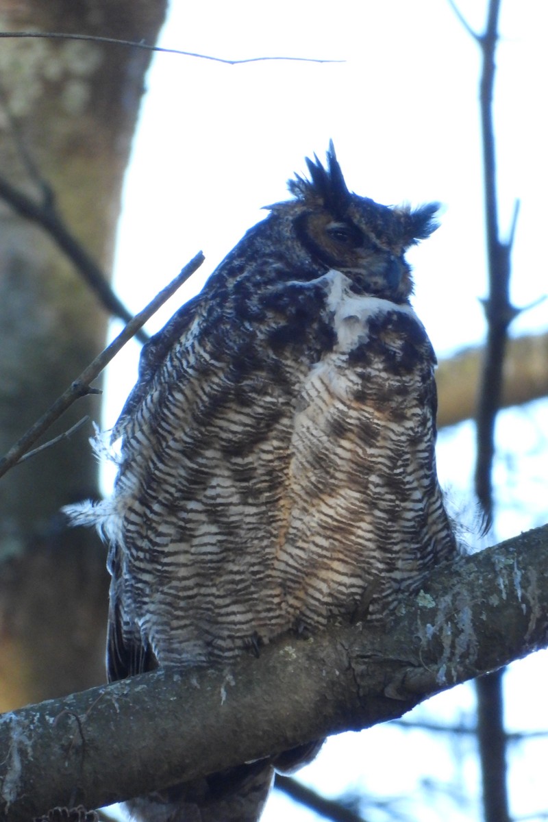 Great Horned Owl - ML614413422