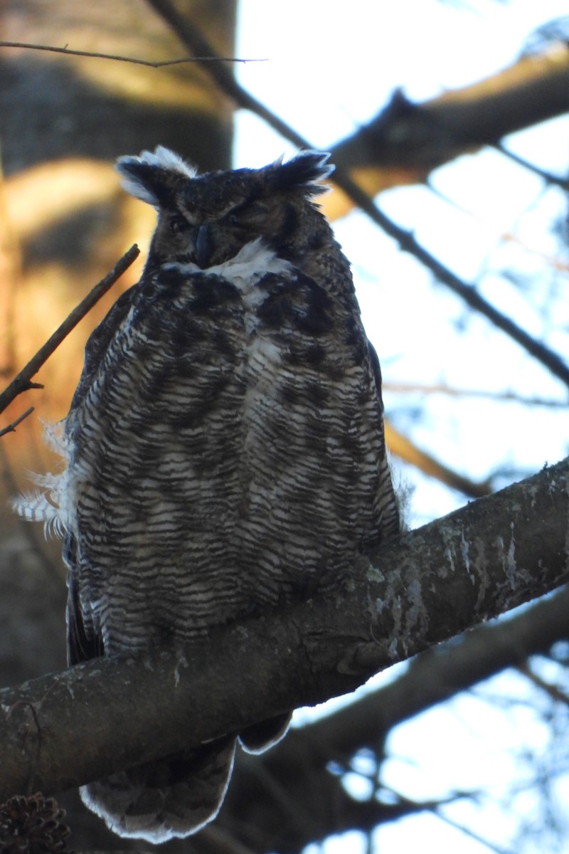 Great Horned Owl - ML614413423