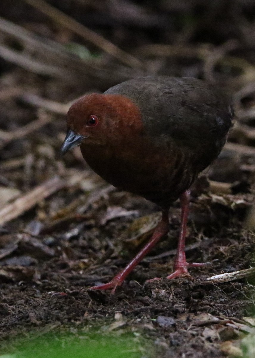 Black-banded Crake - ML614413448