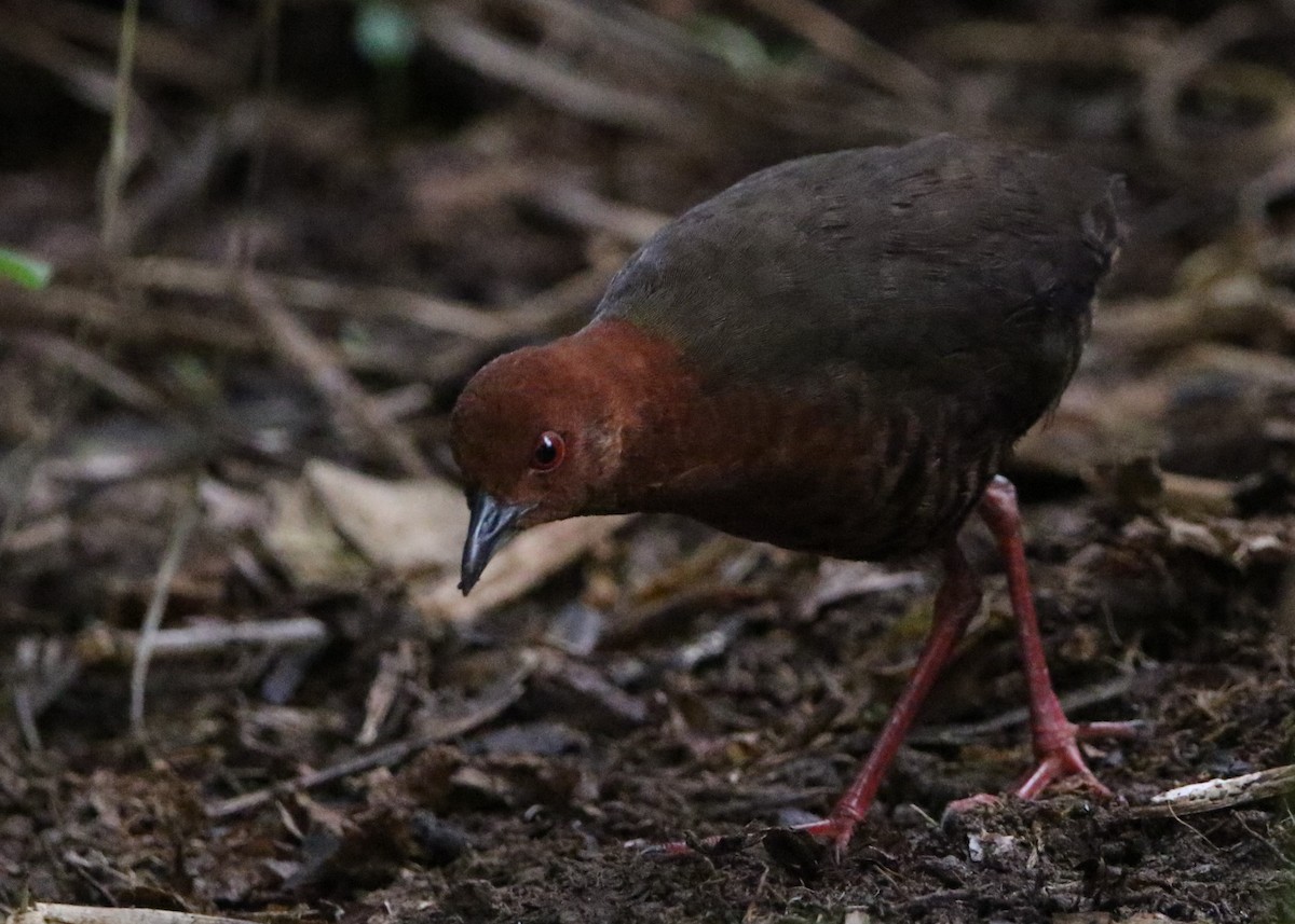 クロジマコビトクイナ - ML614413449