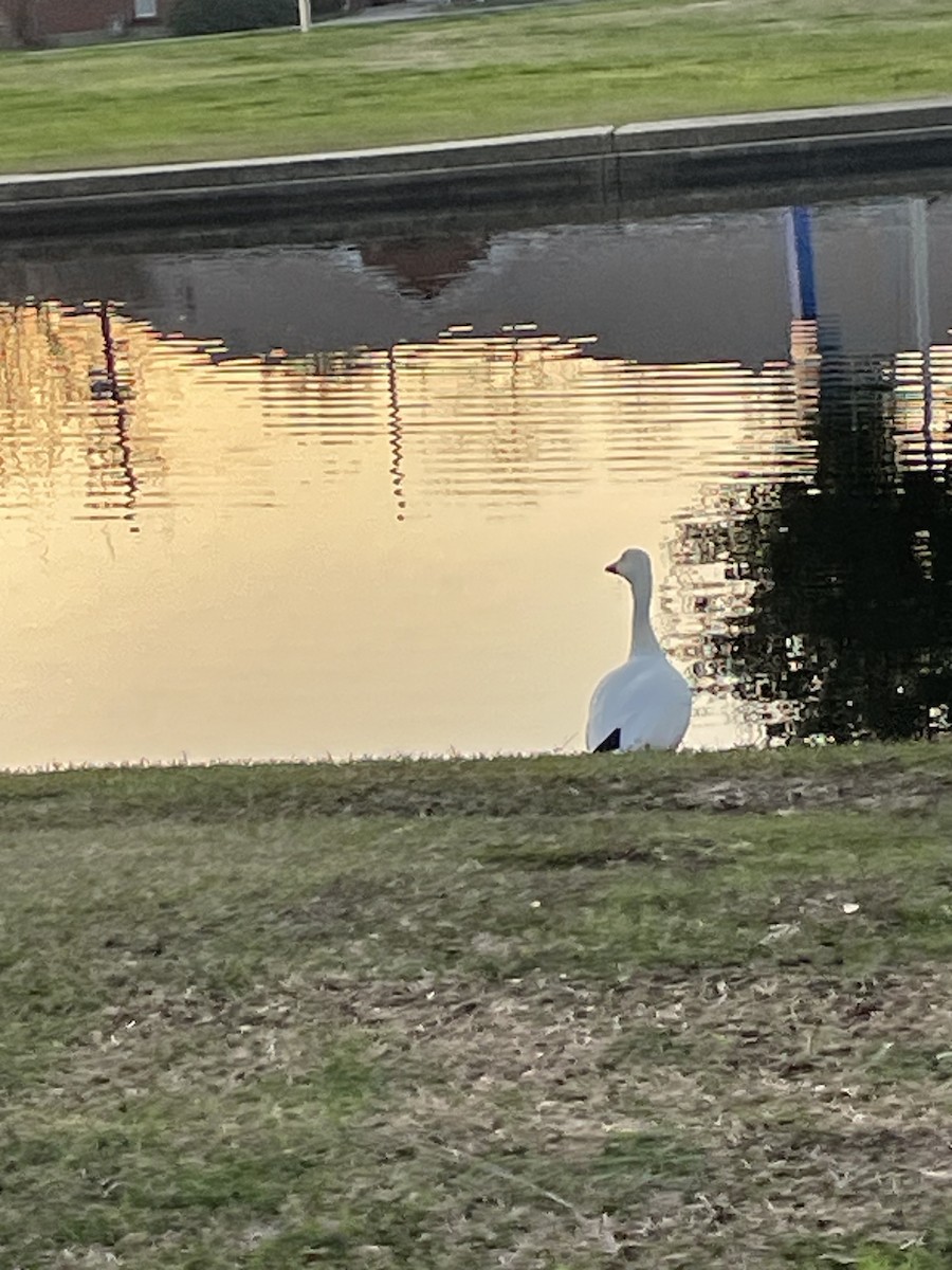 Snow Goose - ML614413454