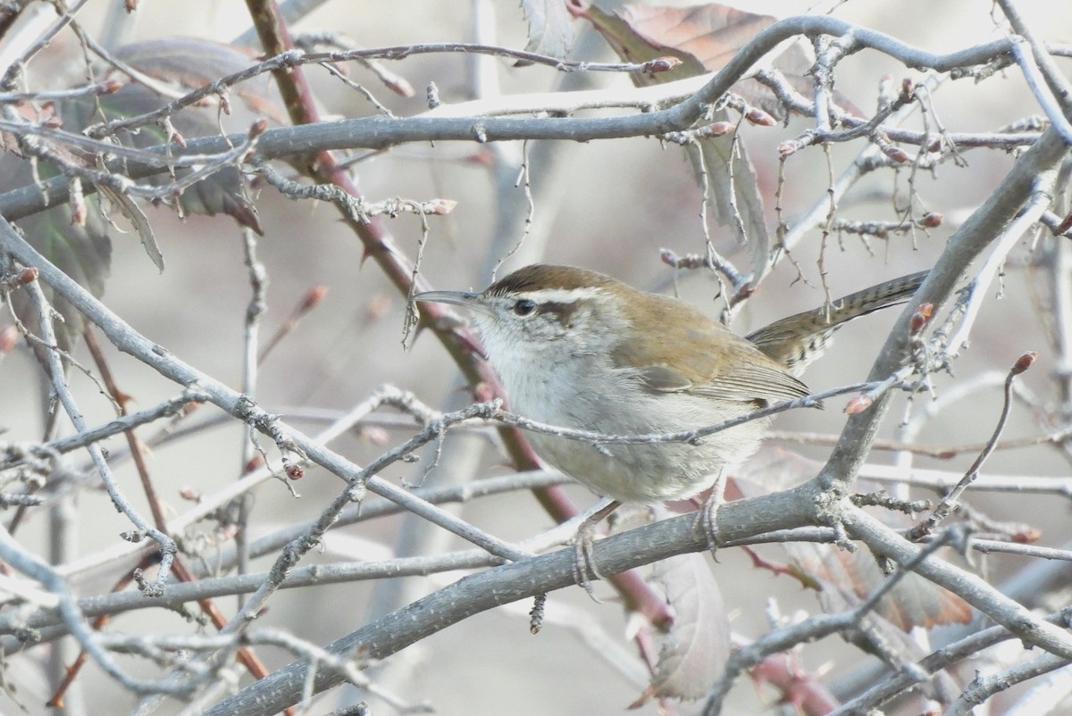 Bewick's Wren - ML614413518