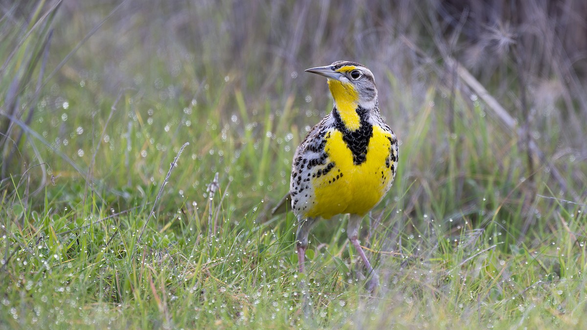 Western Meadowlark - ML614413558