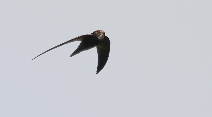 large swift sp. - eBird