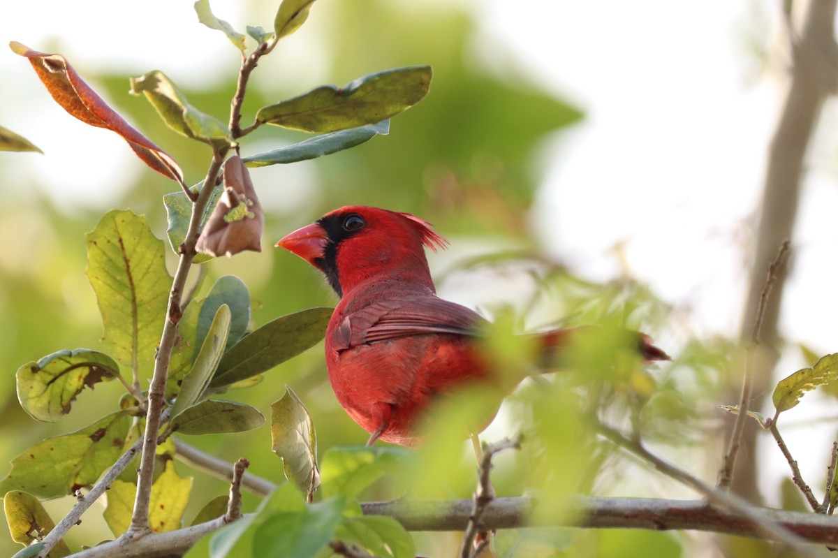 Cardinal rouge - ML614413590