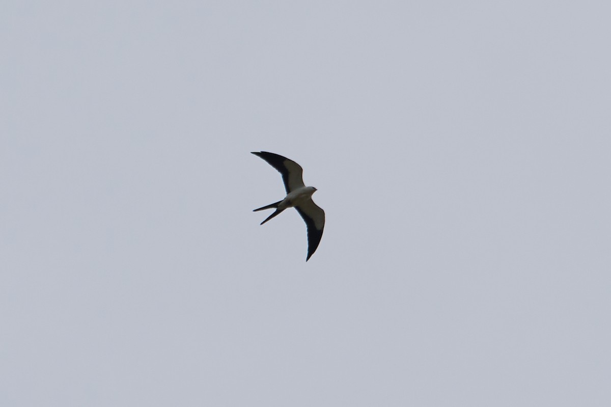 Swallow-tailed Kite - ML614413600