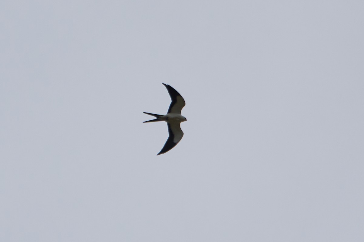 Swallow-tailed Kite - ML614413601