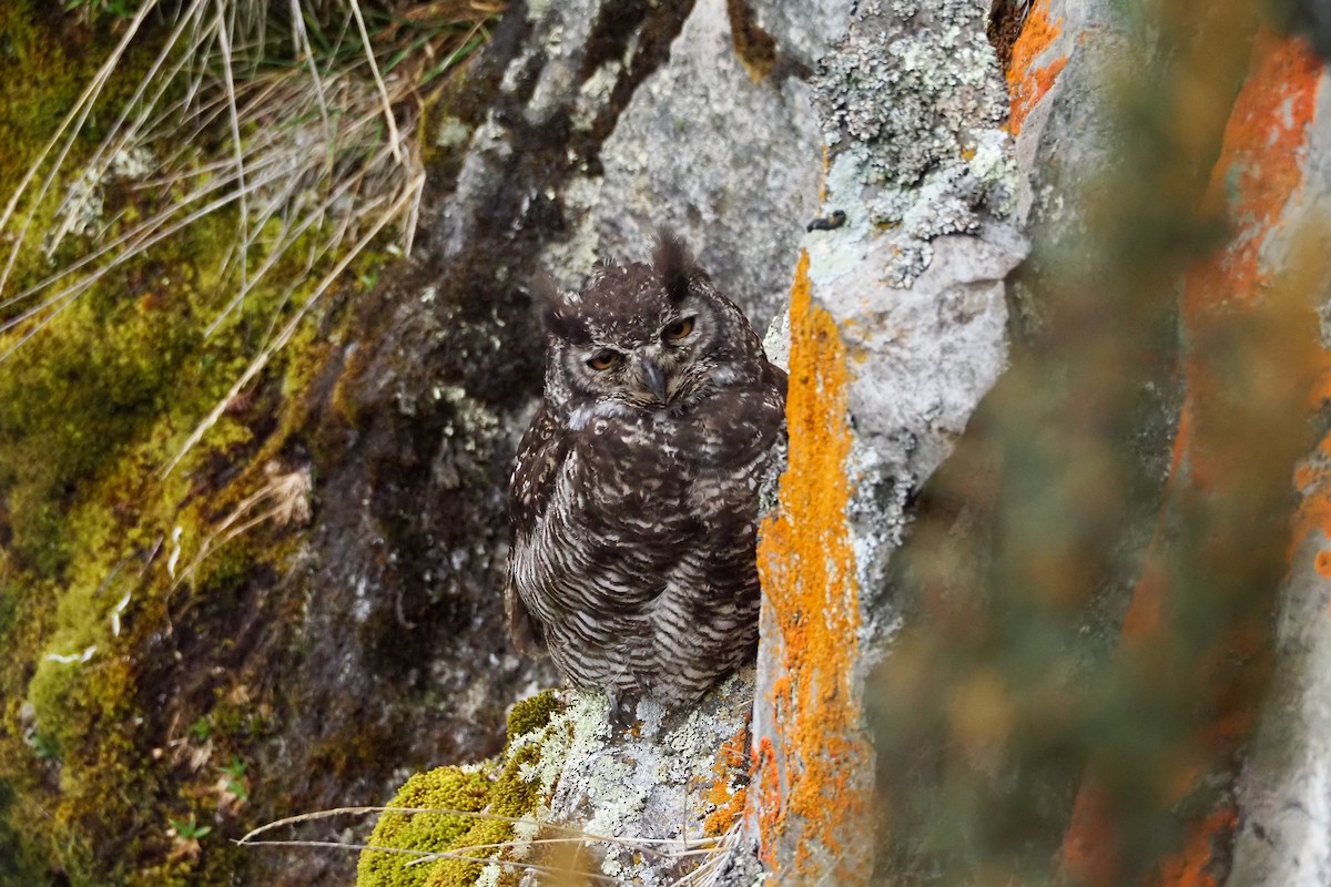 Great Horned Owl - ML614413616