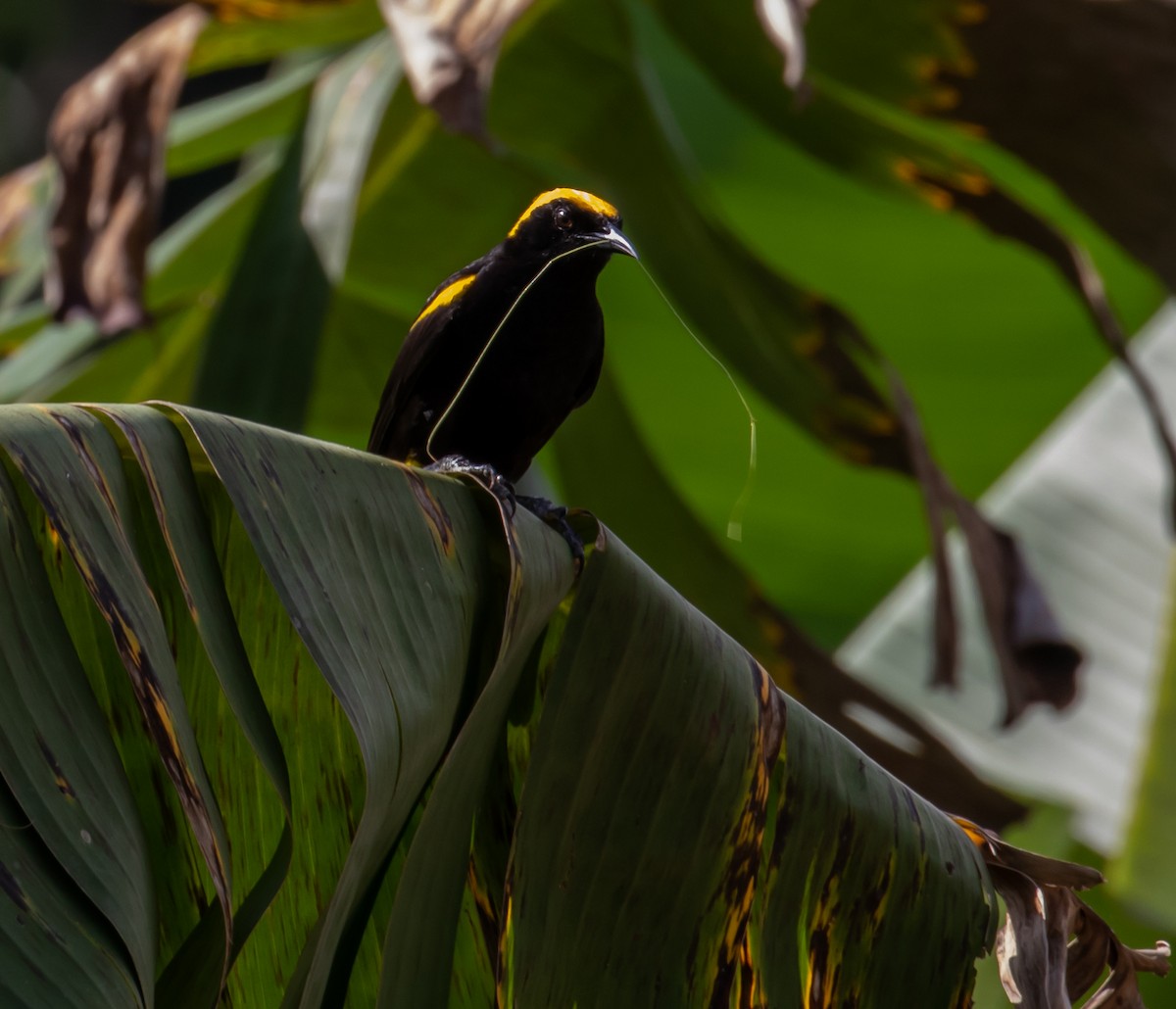 Oriole à épaulettes (chrysocephalus) - ML614413648