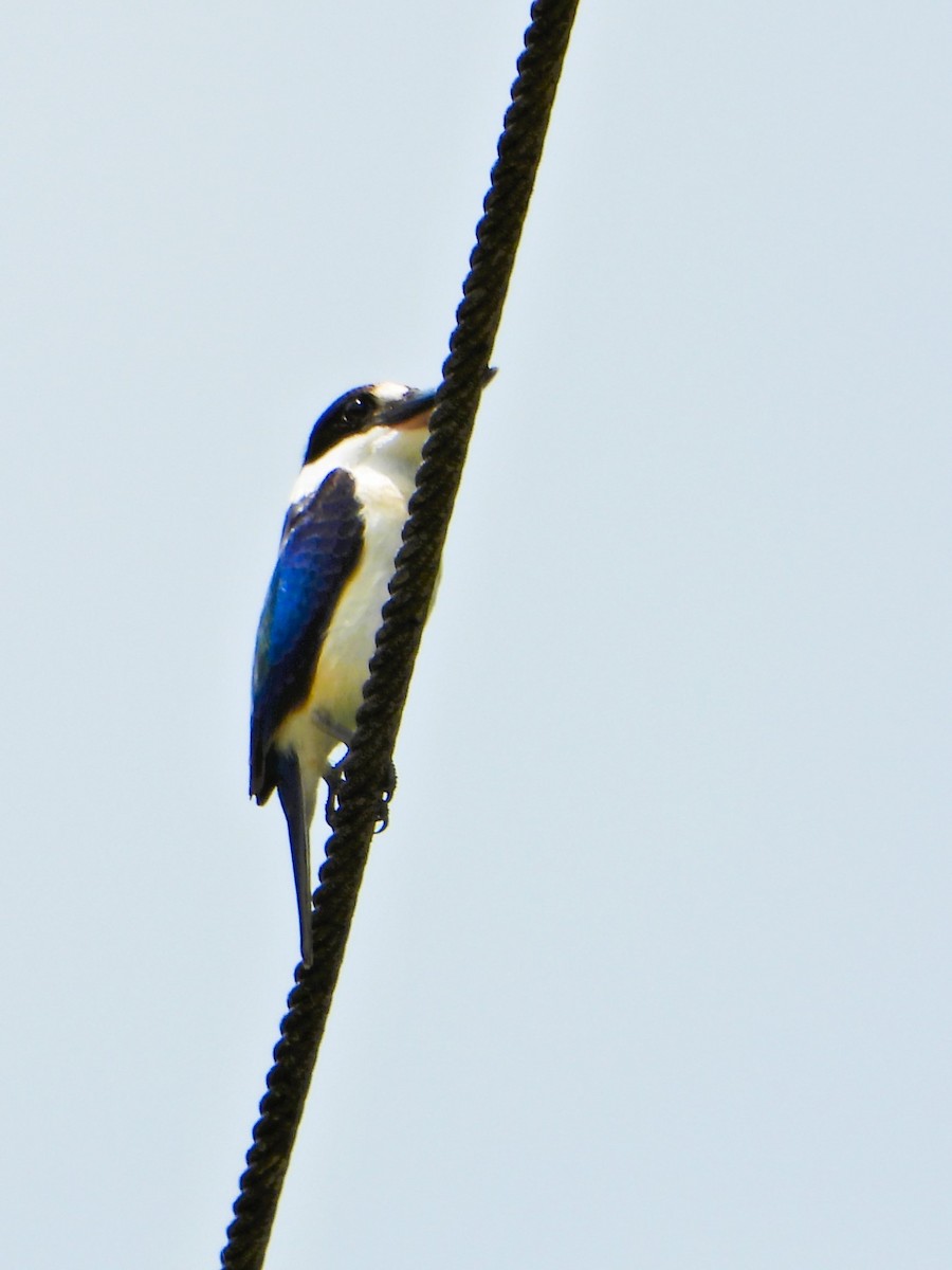 Forest Kingfisher - ML614413718