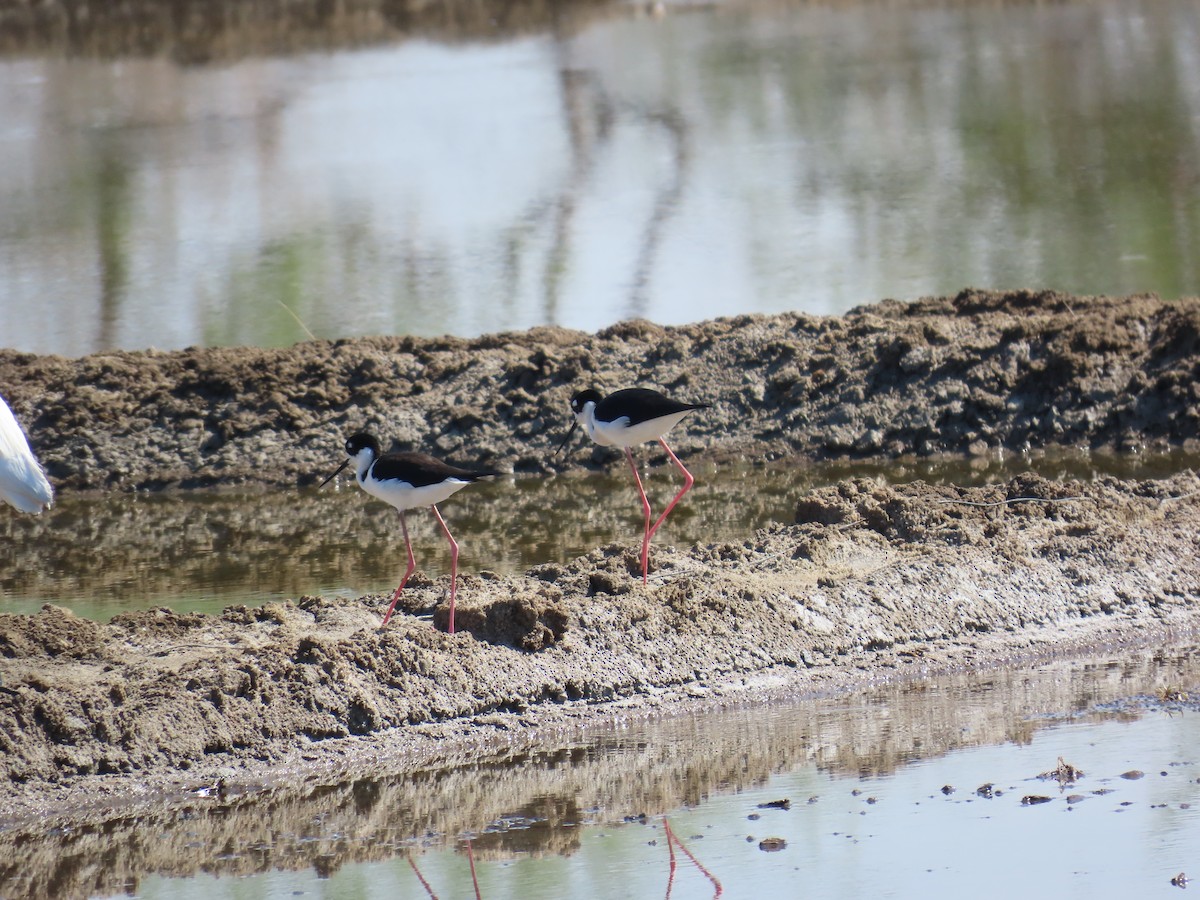 Black-necked Stilt - ML614413758