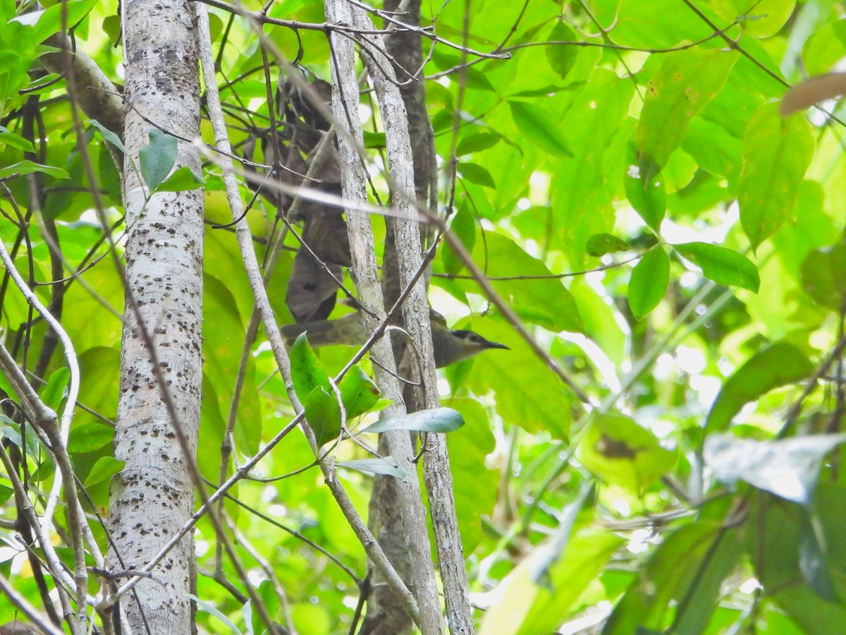 Macleay's Honeyeater - ML614413763