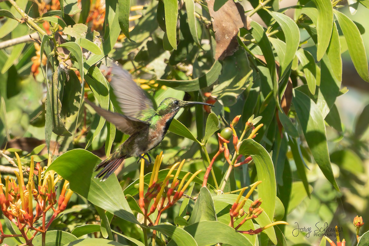 kolibřík zelenohrdlý - ML614413769