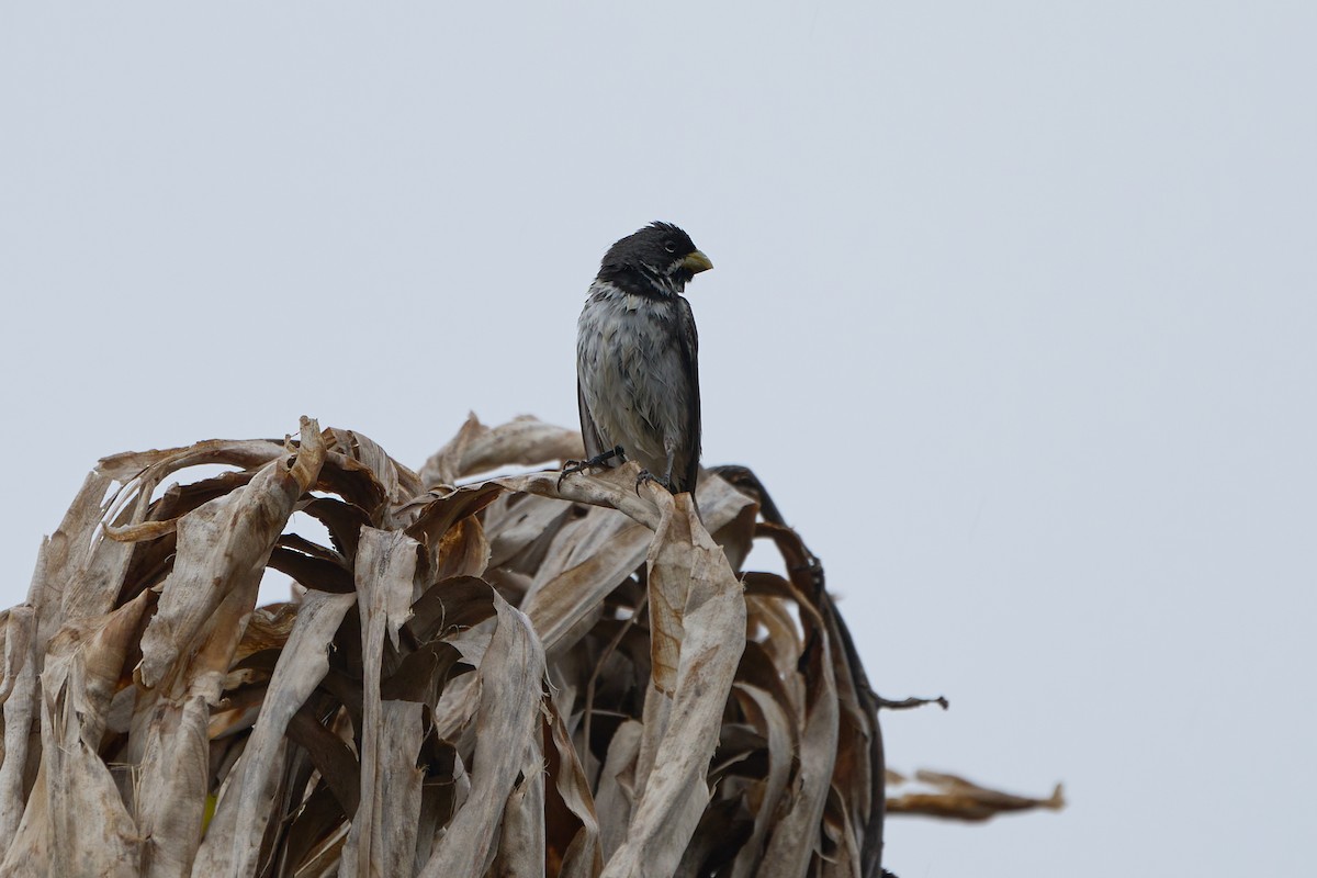Double-collared Seedeater - ML614413779