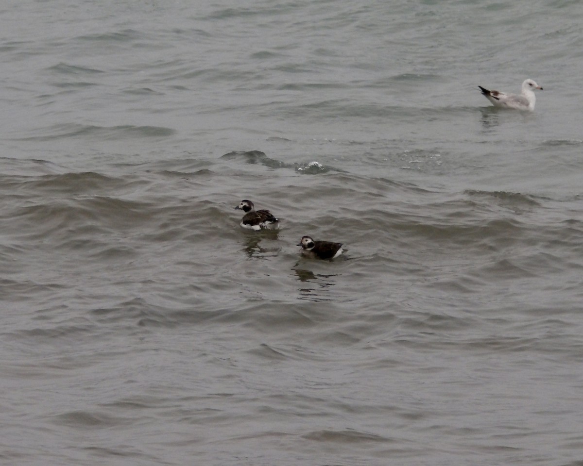 Long-tailed Duck - ML614413783