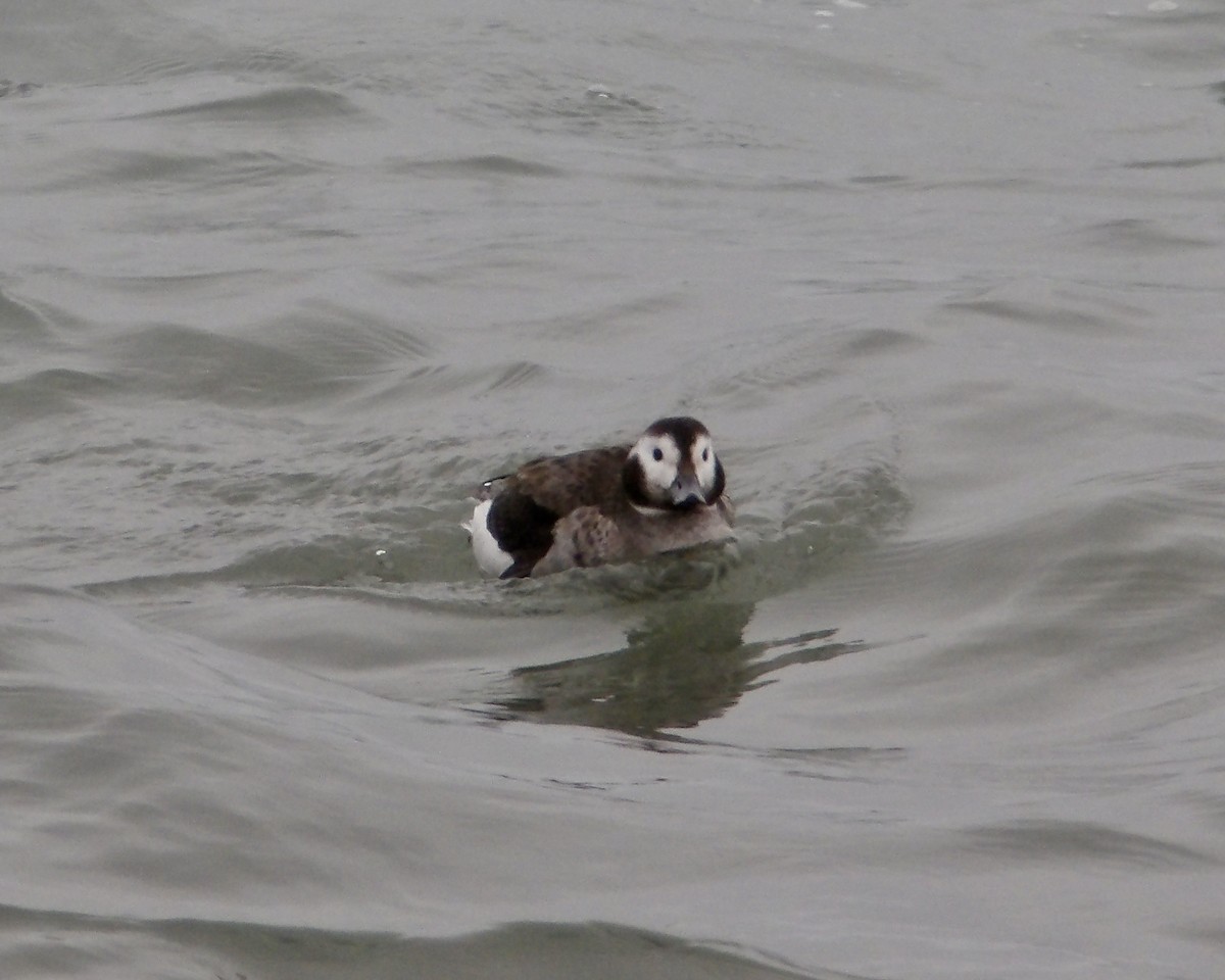 Long-tailed Duck - ML614413784