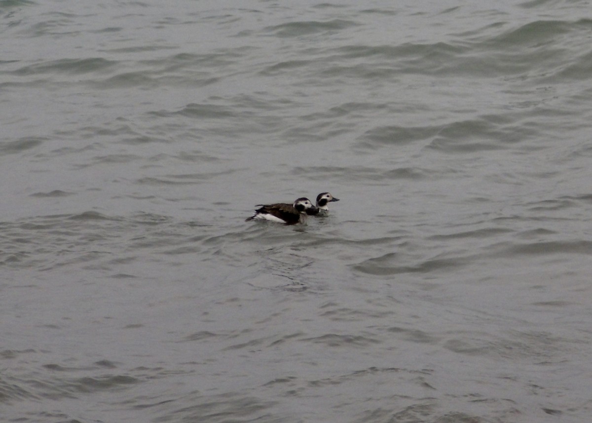 Long-tailed Duck - ML614413785