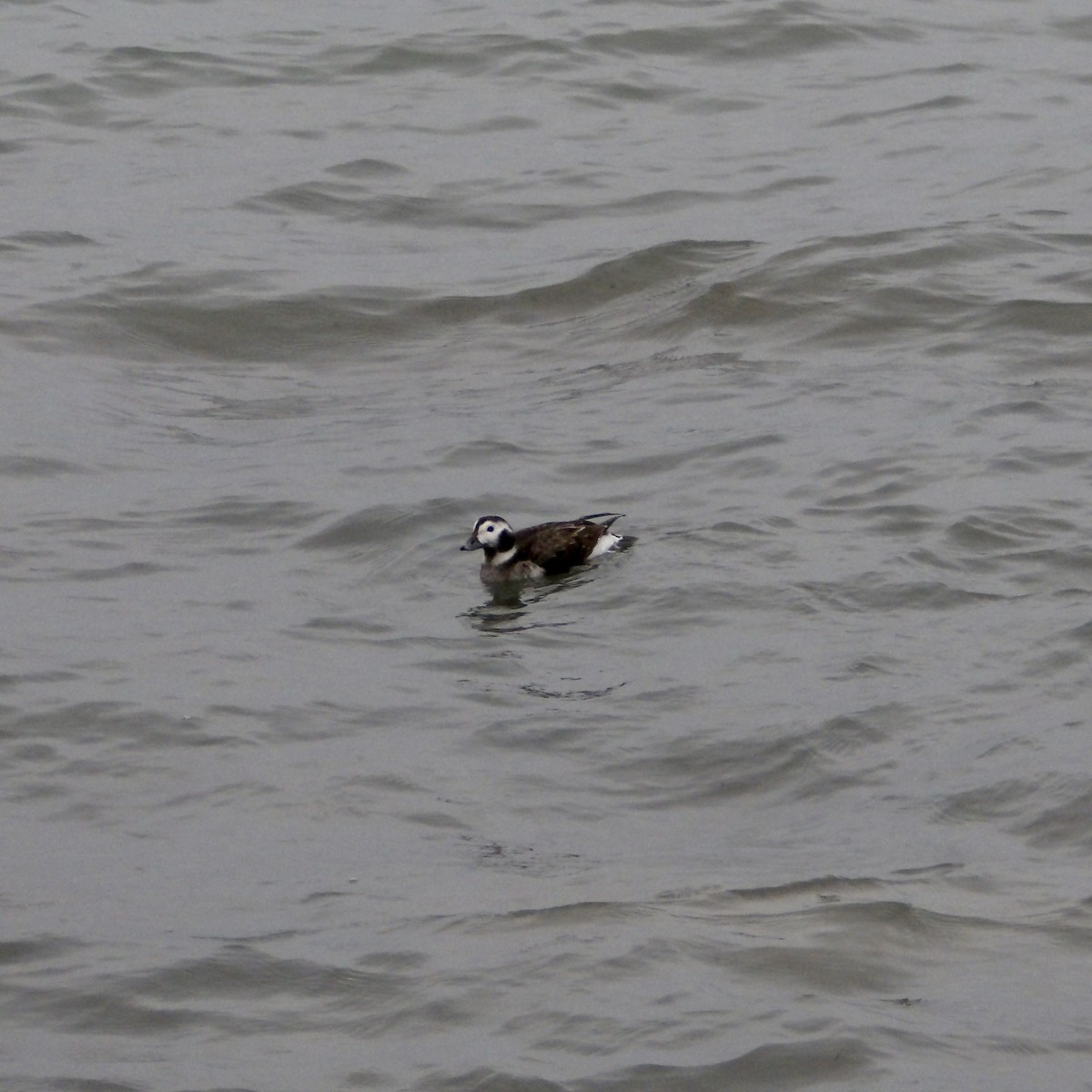 Long-tailed Duck - ML614413787