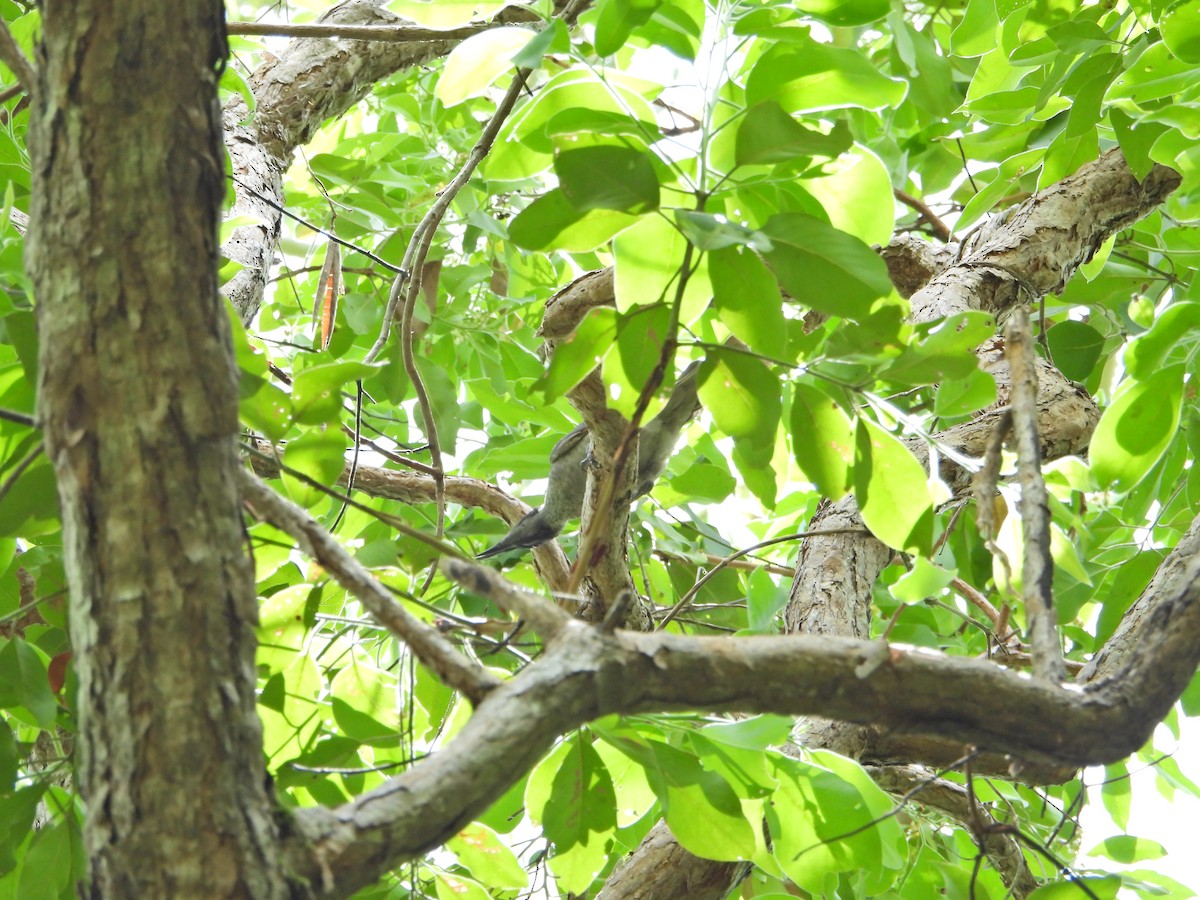 Helmeted Friarbird (Hornbill) - ML614413791