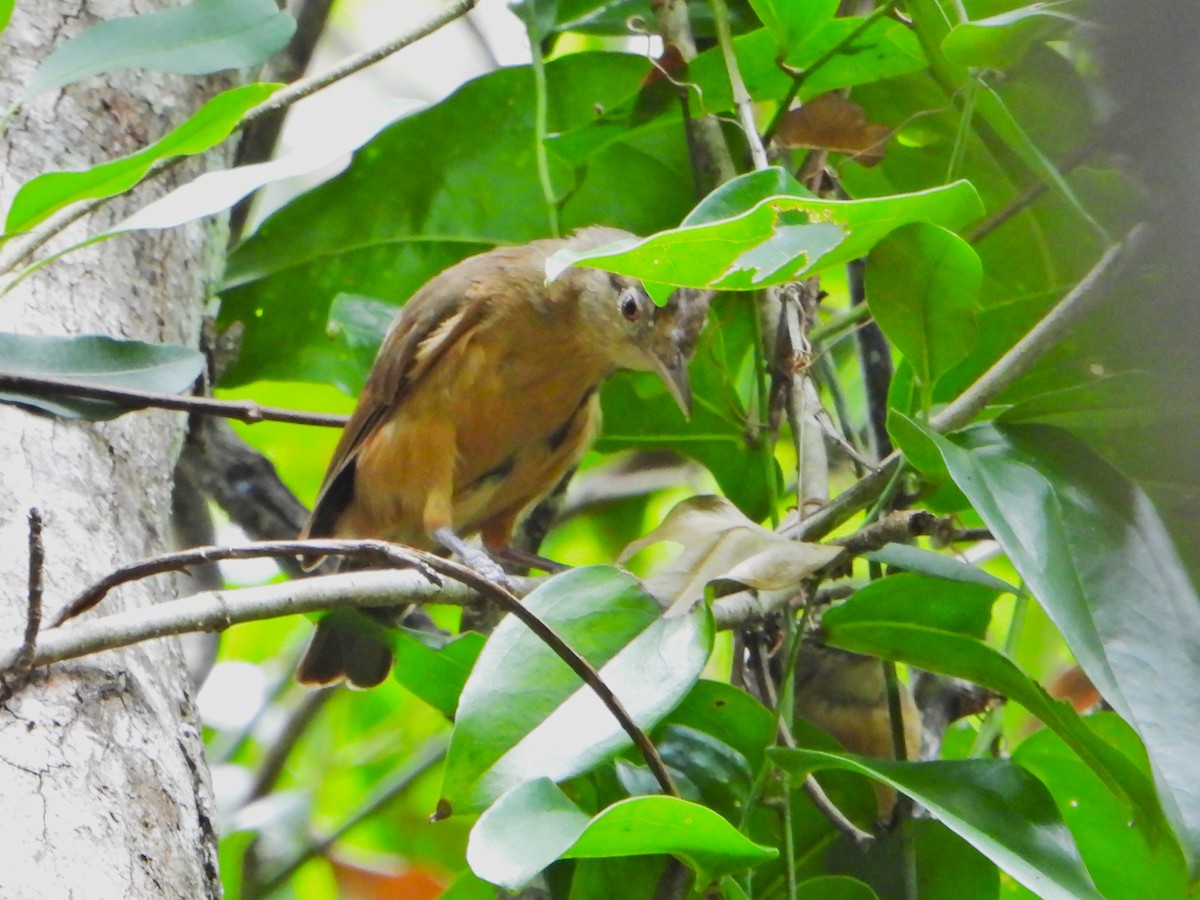 Rufous Shrikethrush - ML614413812